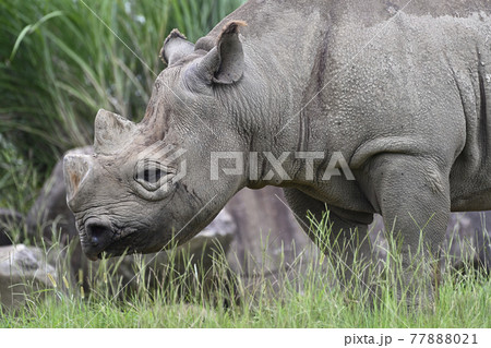 サイ(ヒガシクロサイ) サイ(ヒガシクロサイ) 77888021