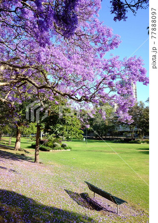 オーストラリアに春の訪れを告げる花、亜熱帯の桜とも言われるジャカランダ(紫雲木) オーストラリアに春の訪れを告げる花、亜熱帯の桜とも言われるジャカランダ(紫雲木) 77888097