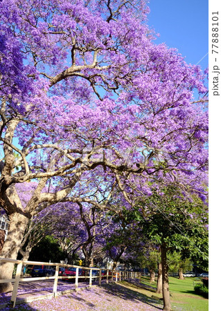 オーストラリアに春の訪れを告げる花、亜熱帯の桜とも言われるジャカランダ(紫雲木) オーストラリアに春の訪れを告げる花、亜熱帯の桜とも言われるジャカランダ(紫雲木) 77888101