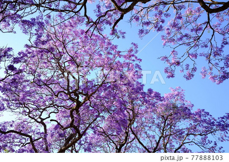 オーストラリアに春の訪れを告げる花、亜熱帯の桜とも言われるジャカランダ（紫雲木） 77888103