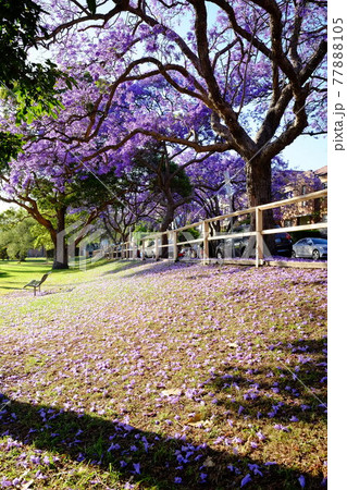 オーストラリアに春の訪れを告げる花、亜熱帯の桜とも言われるジャカランダ（紫雲木） 77888105