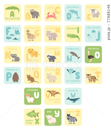 Cute A-Z alphabet cards with cartoon animals. Vector zoo illustrations. Alligator buffalo crab dolphin fish, giraffe, hippo, koala, lion, Muskox, ostrich, penguin, rhino, stingray, tiger, whale Cute A-Z alphabet cards with cartoon animals. Vector zoo illustrations. Alligator buffalo crab dolphin fish, giraffe, hippo, koala, lion, Muskox, ostrich, penguin, rhino, stingray, tiger, whale 77888146