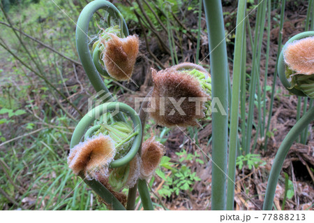 天然のぜんまい 天然のぜんまい 77888213