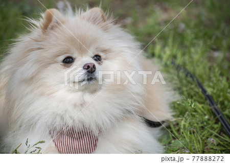 愛犬と楽しむ春のお散歩 77888272