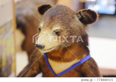 かわいい小熊の剥製 日本の熊 の写真素材