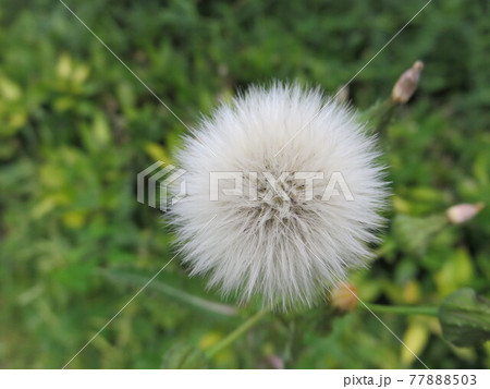 フワフワの綿毛 ノゲシ の写真素材