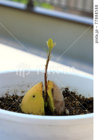 アボガドの芽 アボガドの芽 77888588