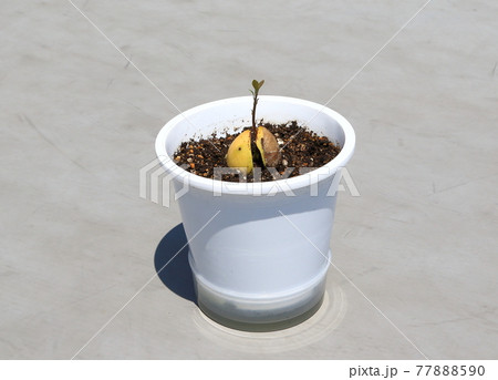 アボガドの芽 77888590