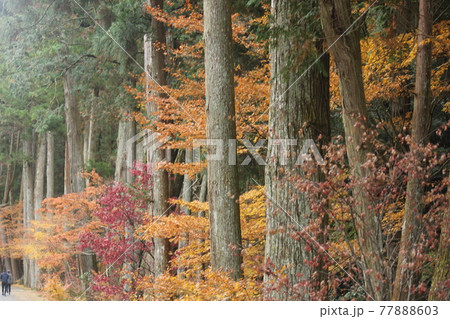冬の法多山尊永寺内の杉並木　 77888603