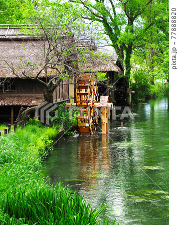 新緑の安曇野 大王わさび農場の水車小屋の写真素材 7780