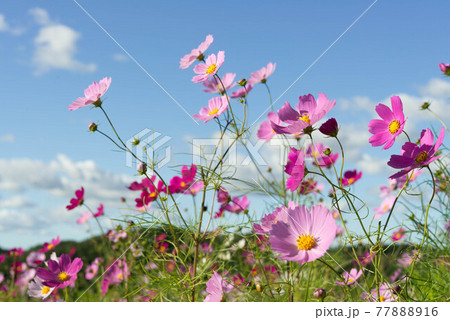 青空と秋桜 77888916