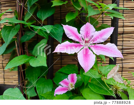 鉄仙の花 鉄仙の花 77888928