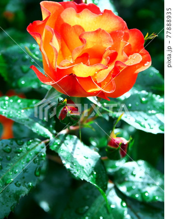 緑の中に映えるバラの花 77888935
