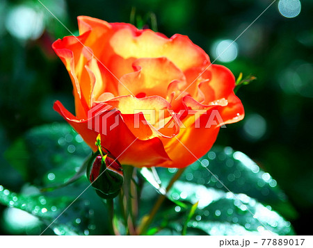 緑の中に映えるバラの花 77889017