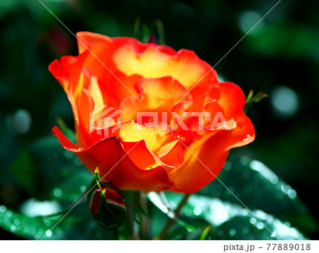 緑の中に映えるバラの花 77889018