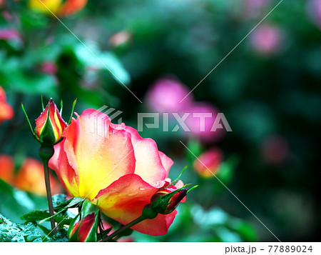 緑の中に映えるバラの花 緑の中に映えるバラの花 77889024