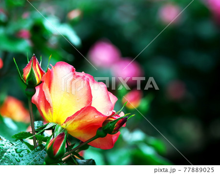 緑の中に映えるバラの花 77889025