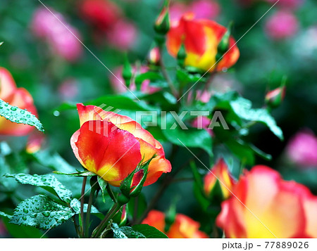 緑の中に映えるバラの花 77889026