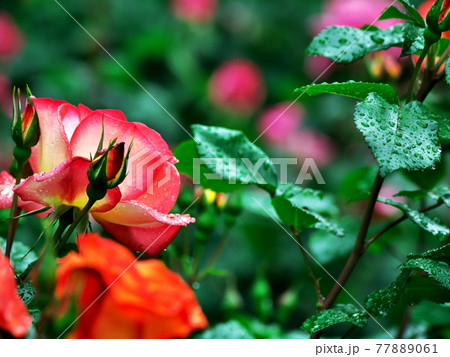 緑の中に映えるバラの花 77889061