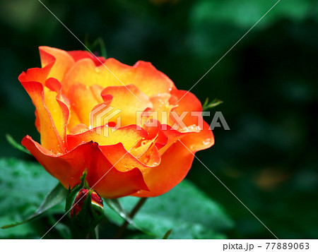 緑の中に映えるバラの花 緑の中に映えるバラの花 77889063