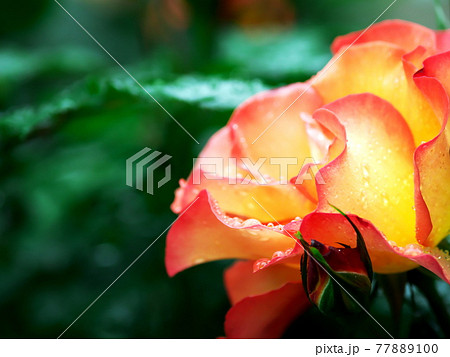 緑の中に映えるバラの花 77889100