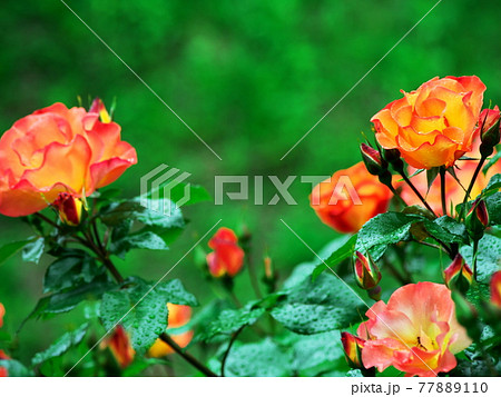 緑の中に映えるバラの花 77889110