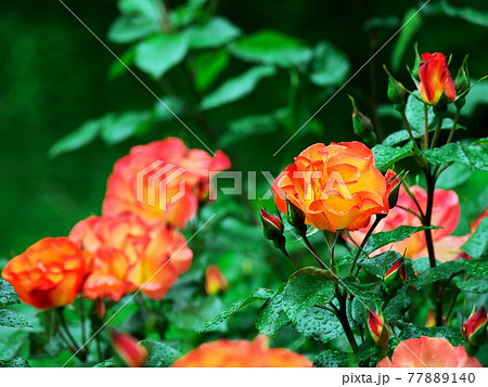 緑の中に映えるバラの花 77889140