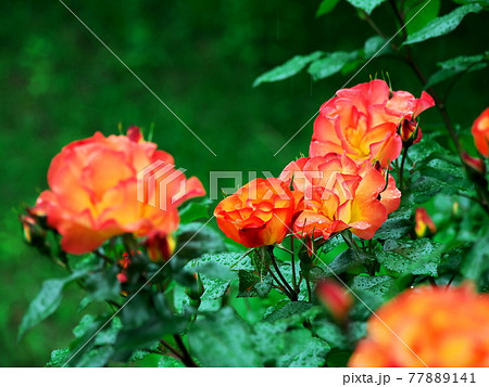 緑の中に映えるバラの花 77889141