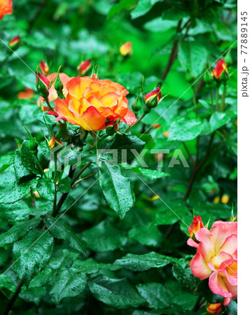 緑の中に映えるバラの花 77889145