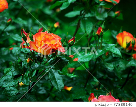 緑の中に映えるバラの花 77889146