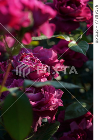 満開の薔薇 イントリーグ 満開の薔薇 イントリーグ 77889156