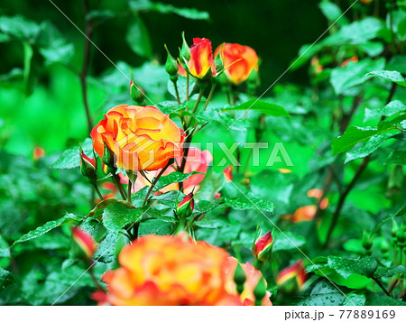 緑の中に映えるバラの花 77889169