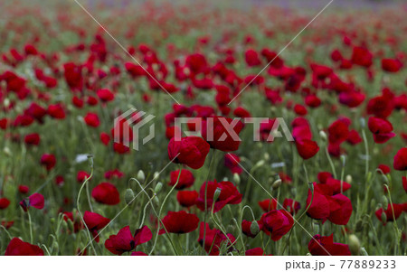 Poppy field.  77889233