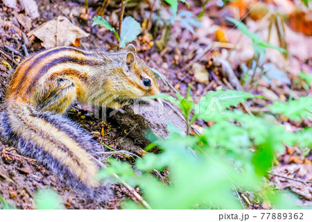 餌探しのリス 77889362