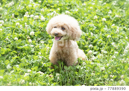 緑の中で微笑むトイプードル 77889390