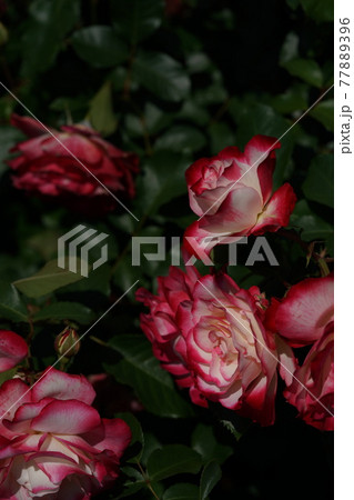 満開の薔薇 ジュビレ デュ プリンス ドゥ モナコ 満開の薔薇 ジュビレ デュ プリンス ドゥ モナコ 77889396