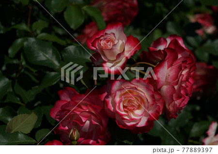 満開の薔薇 ジュビレ デュ プリンス ドゥ モナコ 77889397