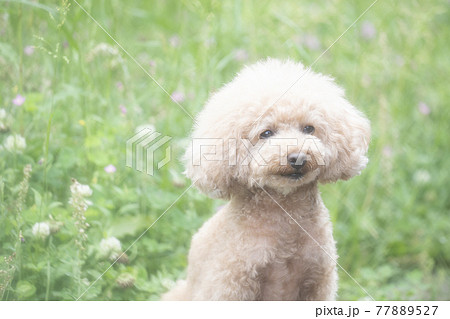 緑の中で微笑むトイプードル 77889527