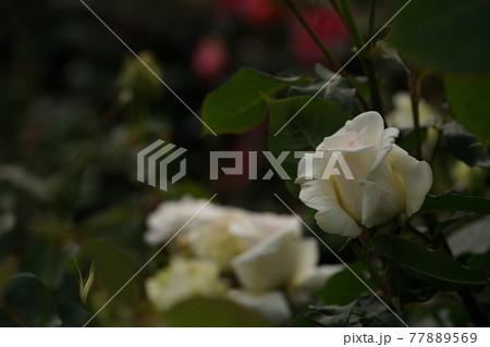 満開の薔薇 感謝 満開の薔薇 感謝 77889569