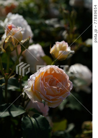 満開の薔薇 薫乃の写真素材