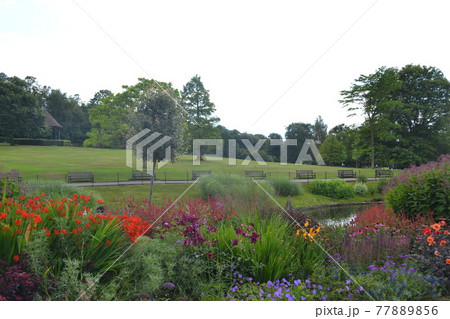 ゴーダスグリーン ゴーダスグリーン 77889856