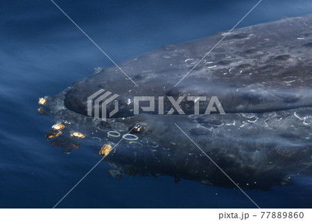 ザトウクジラの顔のクローズアップ　沖縄県座間味島 77889860