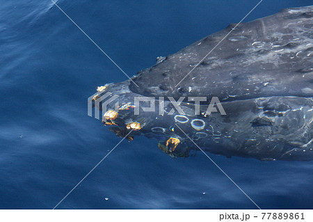 ザトウクジラの顔のクローズアップ　沖縄県座間味島 77889861