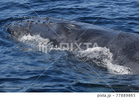 ザトウクジラの顔のクローズアップ 沖縄県座間味島 ザトウクジラの顔のクローズアップ 沖縄県座間味島 77889865