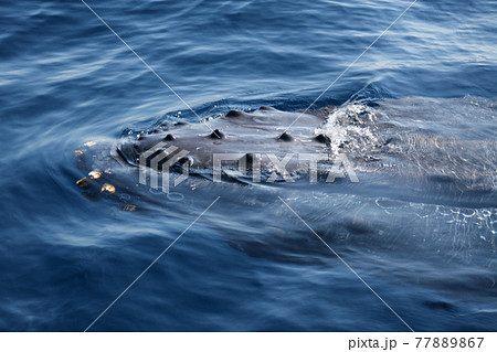 ザトウクジラの顔のクローズアップ　沖縄県座間味島 77889867