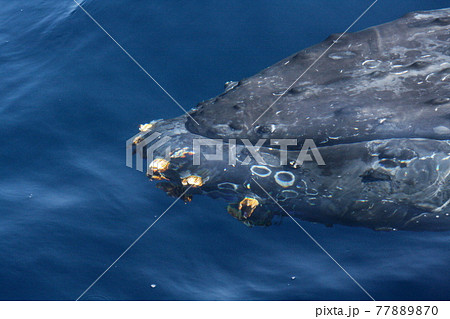 ザトウクジラの顔のクローズアップ 沖縄県座間味島 ザトウクジラの顔のクローズアップ 沖縄県座間味島 77889870