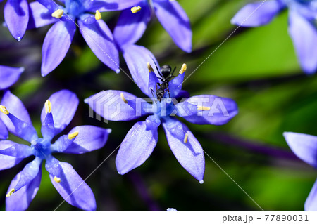 クロヤマアリ 77890031