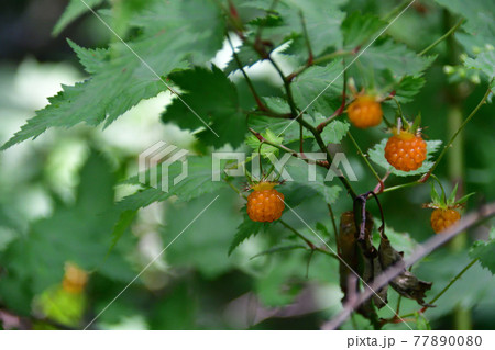 モミジイチゴ 紅葉苺 の黄色い果実 埼玉県 5月の写真素材