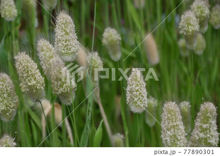 ラグラス ラグラス 77890301