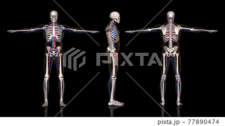 人体血管網方位別一覧のイラスト素材
